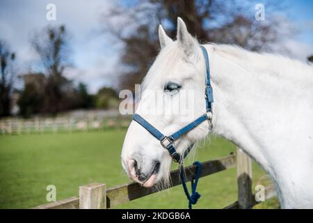 Graues Pferd, das in einem Koppel auf einem Bauernhof steht, gefesselt Stockfoto