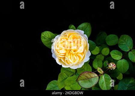 Von oben nach unten auf eine gelbe Rose im Garten isoliert auf schwarzem Hintergrund Stockfoto