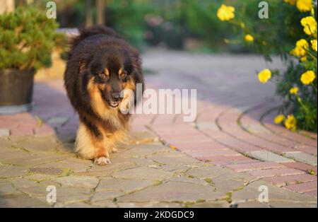 Ein brauner Mischlingshund mit einer Zunge und einem glücklichen Gesicht geht in die Nähe eines Privathauses. Stockfoto