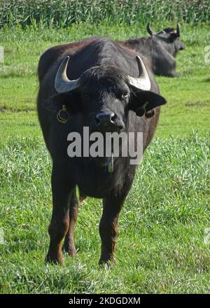 Wasserbüffel in den Niederlanden. Auf diesem Hof werden sie für Fleisch, Milch und Milchprodukte wie Mozzarella-Käse aufgezogen Stockfoto