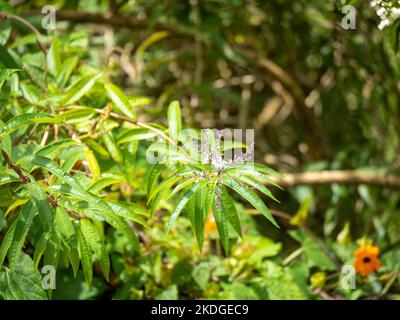 Pflanze bekannt als Lemon Beebush oder Lemon Verbena (Aloysia citrodora) im Garten an einem sonnigen Tag Stockfoto