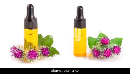 Klettenwurzel Öl in Glasflasche und Klette Blumen auf weißem Hintergrund Stockfoto