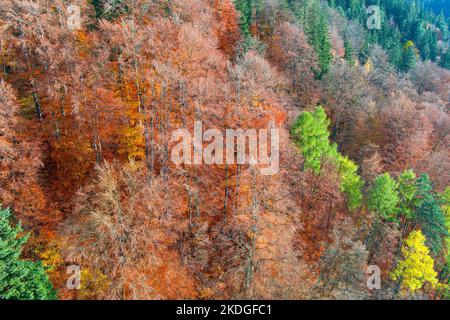 Luftaufnahme des hellen Herbstwaldes Stockfoto