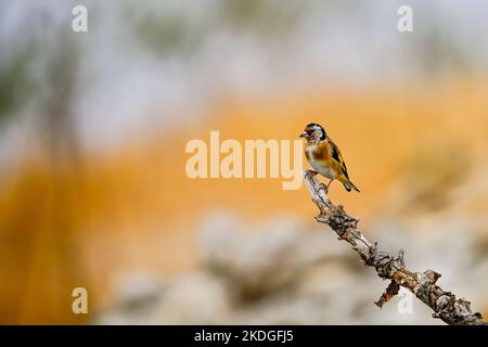 Carduelis carduelis - der europäische Goldfink oder Cardelina ist ein Singvögel, der zur Familie der Finken gehört. Stockfoto