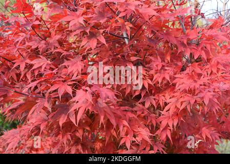 Schirgiswalde, Deutschland. 29. Oktober 2022. Am Waldrand steht ein rotblättriger Fächerahorn (Acer palmatum 'Atropurpureum'). Die Baumart, die aus Asien stammt, wächst als großer Baum in Asien. In unseren Breiten wächst er als kompakter Großstrauch und erreicht in der Regel eine Höhe und Breite zwischen drei und vier Metern. Quelle: Waltraud Grubitzsch/dpa/Alamy Live News Stockfoto