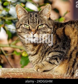 Inländische Tabby Katze in der Sonne entspannen Stockfoto