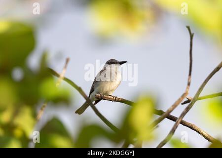 Grauer Königskäfer Tyrannus dominicensis, im Baum sitzend erwachsener Erwachsener, Captain Don's Habitat, Kralendijk, Bonaire, August Stockfoto