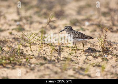 Am wenigsten Sandpiper Calidris minutilla, Nahrungssuche, Washington-Slagbaai National Park, Bonaire, August Stockfoto