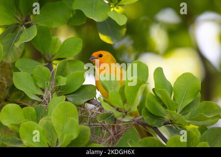 Safranfink Sicalis flaveola, erwachsenes Männchen, das im Baum sitzt, Captain Don's Habitat, Kralendijk, Bonaire, August Stockfoto
