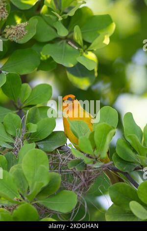 Safranfink Sicalis flaveola, erwachsenes Männchen, das im Baum sitzt, Captain Don's Habitat, Kralendijk, Bonaire, August Stockfoto