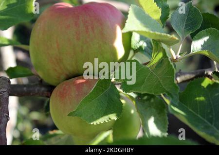 Reife Bramley-Äpfel wachsen im August-Sonnenschein auf Bäumen Stockfoto