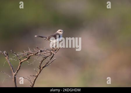 Tropischer Mockingbird Mimus gilvus, Erwachsener in Buschland, Hafenlagunen, Kralendijk, Bonaire, August Stockfoto