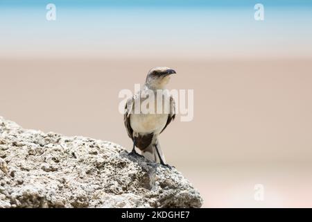 Tropischer Mockingbird Mimus gilvus, Erwachsener auf Statue, Captain Don's Habitat, Kralendijk, Bonaire, August Stockfoto