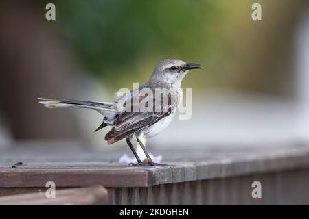 Tropischer Mockingbird Mimus gilvus, Erwachsener auf dem Zaun, Captain Don's Habitat, Kralendijk, Bonaire, August Stockfoto