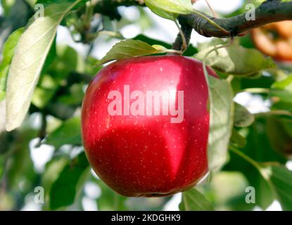 Reifer saftiger roter Braeburn-Apfel, der im Oktober an einem Baum hängt Stockfoto
