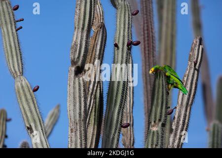 Gelbschulterter Papagei Amazona barbadensis, Erwachsener auf Kaktus, Washington-Slagbaai National Park, Bonaire, August Stockfoto