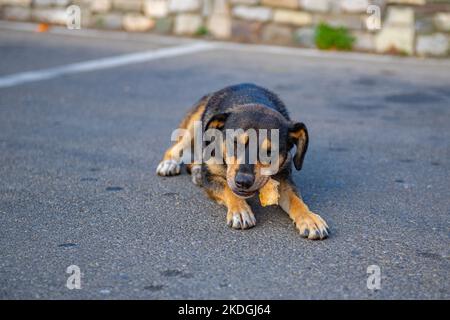 Ein schwarzer Welpe liegt auf der Straße Stockfoto