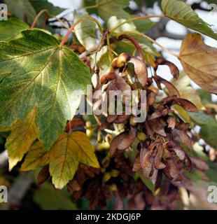 Samenhaufen auf einem Sycamore-Baum (Acer Pseudoplatanes) Stockfoto
