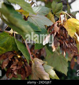 Samenhaufen auf einem Sycamore-Baum (Acer Pseudoplatanes) Stockfoto