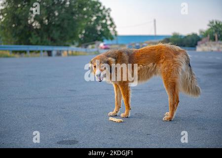 Ein riesiger rothaariger wütender Hund steht und knurrt Stockfoto