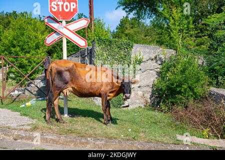 Eine rote Kuh steht auf dem Rasen Stockfoto