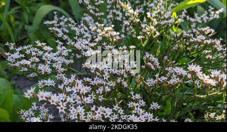 Kleine Blüten aus deutscher Statice oder tatarischer See-Lavendel oder tartarischer Statice oder Statice (Goniolimon tataricum) aus der Nähe Stockfoto