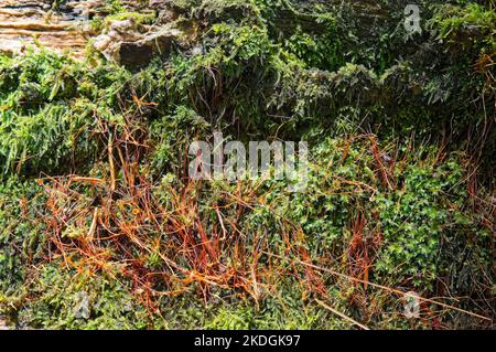 Waldmakro aus weichem Moos auf einem Baumstamm Stockfoto