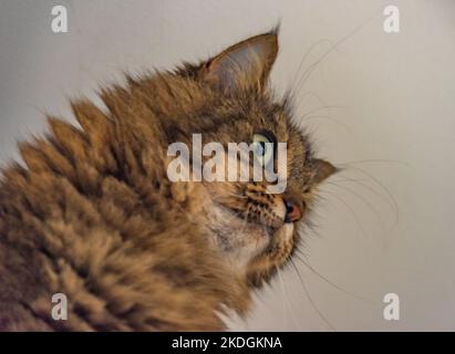 Tabby braun grau Katze mit schönen grünen Augen und weiß behaarte Kinn Stockfoto