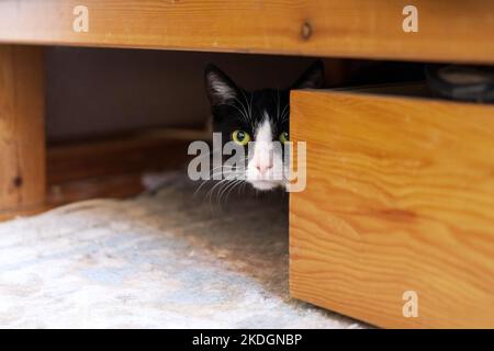 Schüchterne schwarz-weiße Katze versteckt sich unter einem Bett Stockfoto