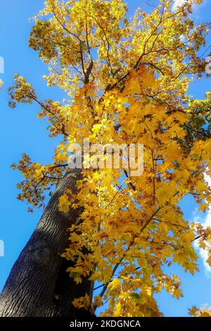 Golden Ahornbaum im Herbst auf blauem Himmel Hintergrund - Low-Angle-Ansicht Stockfoto