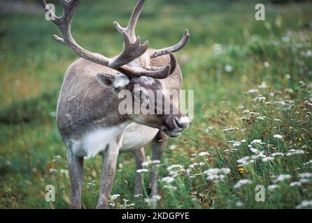 Woodland Caribou (Rangifer tarandus), Neufundland, Kanada Stockfoto