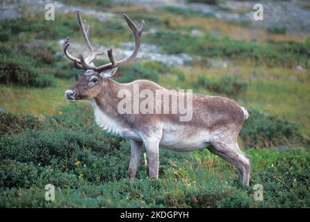 Woodland Caribou (Rangifer tarandus), Neufundland, Kanada Stockfoto