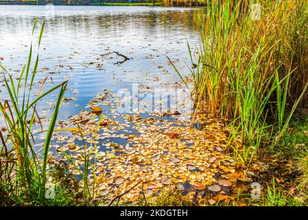 Birkenblätter auf Wasser Stockfoto