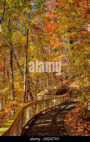 Amacalola fällt im Herbst Stockfoto