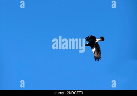 Eine australische Magpie (Gymnorhina tibicen) auf dem Flug in Sydney, NSW, Australien (Foto: Tara Chand Malhotra) Stockfoto