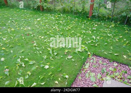 Herbstblätter fallen von Bäumen auf Gartenrasen Stockfoto