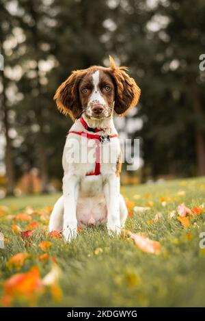 Porträt eines englischen Springer Spaniel Welpen auf Gras im Herbst, der in die Kamera schaut Stockfoto