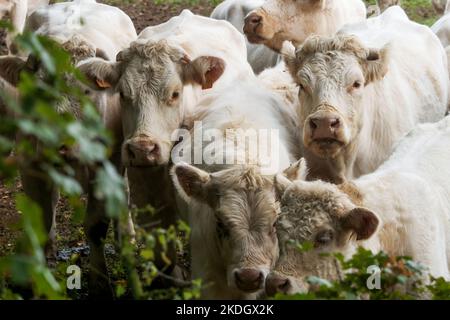 Kälber, die auf einer Wiese grasen, Epertully, Saône-et-Loire, Bourgogne, Frankreich Stockfoto