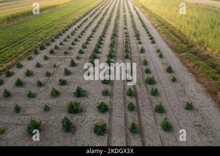 Luftaufnahme von großen Hanffeldern mit medizinischem Cannabis bei Sonnenuntergang Stockfoto