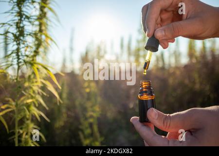 Hand hält eine cbd Tropfflasche zwischen Hanfpflanzenblumen für die Ölproduktion, Nahaufnahme. Stockfoto
