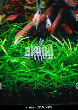 Ein schöner hypancistrus in meinem Tank Stockfoto
