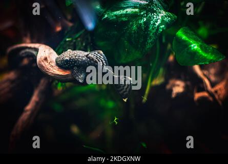 Ein schöner ancistrus in meinem Tank Stockfoto