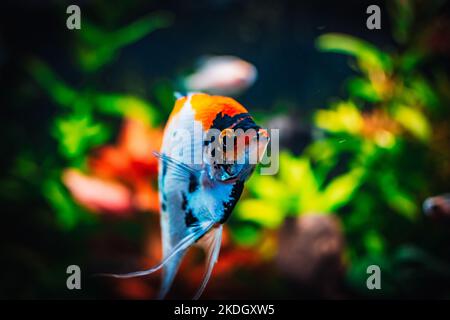 Schöne Engelfische in meinem Aquarium Stockfoto