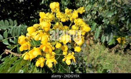 Nahaufnahme von schönen Blumen von Senna spectabilis bekannt als Casia amarilla, Whitebark senna, gelbe Dusche. Auch bekannt als goldener Wunderbaum Stockfoto