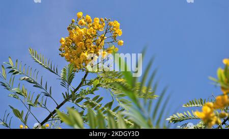 Nahaufnahme von schönen Blumen von Senna spectabilis bekannt als Casia amarilla, Whitebark senna, gelbe Dusche. Auch bekannt als goldener Wunderbaum Stockfoto