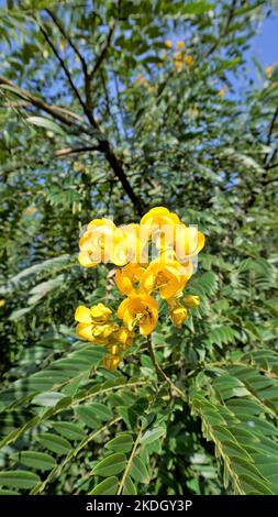 Nahaufnahme von schönen Blumen von Senna spectabilis bekannt als Casia amarilla, Whitebark senna, gelbe Dusche. Auch bekannt als goldener Wunderbaum Stockfoto