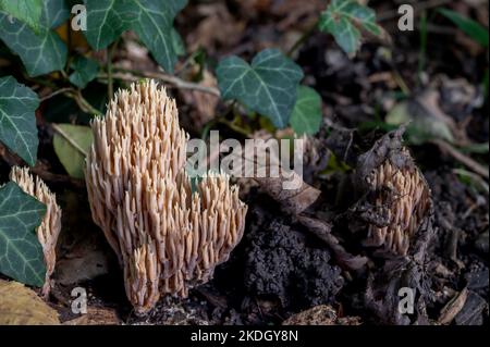 Pilze auf dem Boden. Gruppe von Ramaria pallida Pilzen. Giftige Ramaria Mairei Donk. Stockfoto