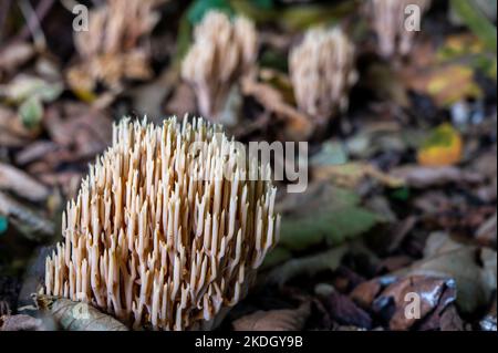 Pilze auf dem Boden. Gruppe von Ramaria pallida Pilzen. Giftige Ramaria Mairei Donk. Stockfoto