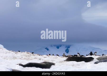 Pinguine und Robben auf Felsen im Schnee der Antarktis Stockfoto