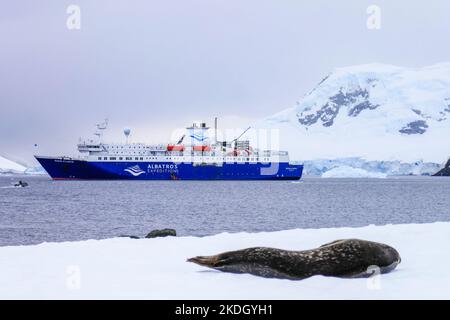 Eine Robbe vor einem Expeditionsschiff in der Antarktis mit Schnee, Eis oder Eisbergen dahinter Stockfoto